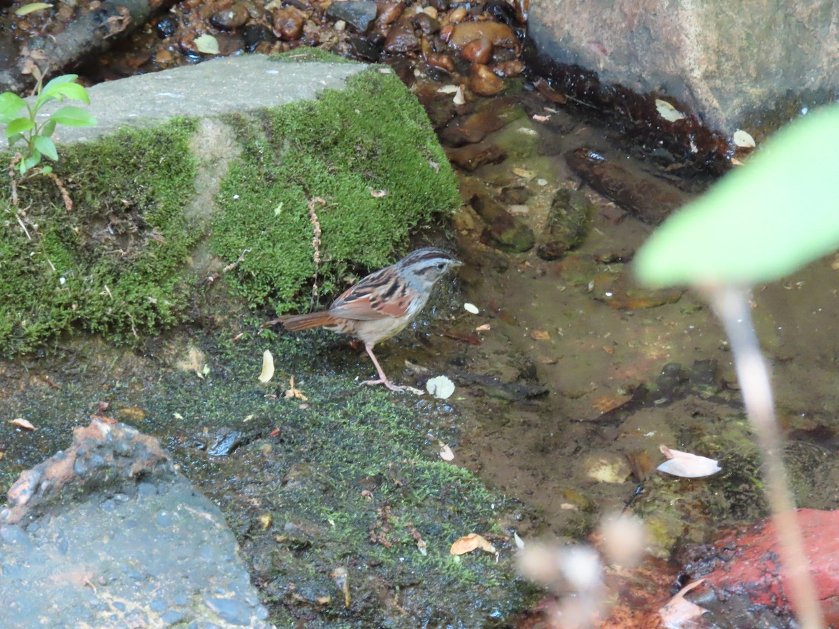 Swamp Sparrow - ML618342615