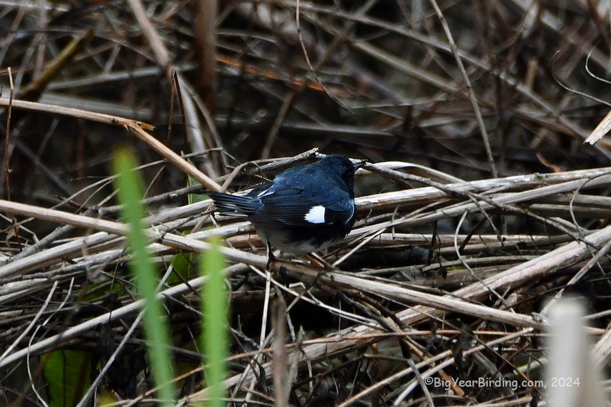 Black-throated Blue Warbler - ML618342631