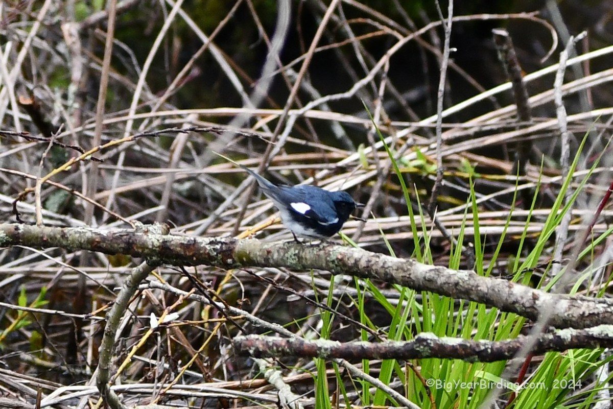 Black-throated Blue Warbler - ML618342632