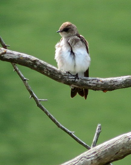 Northern Rough-winged Swallow - ML618342684