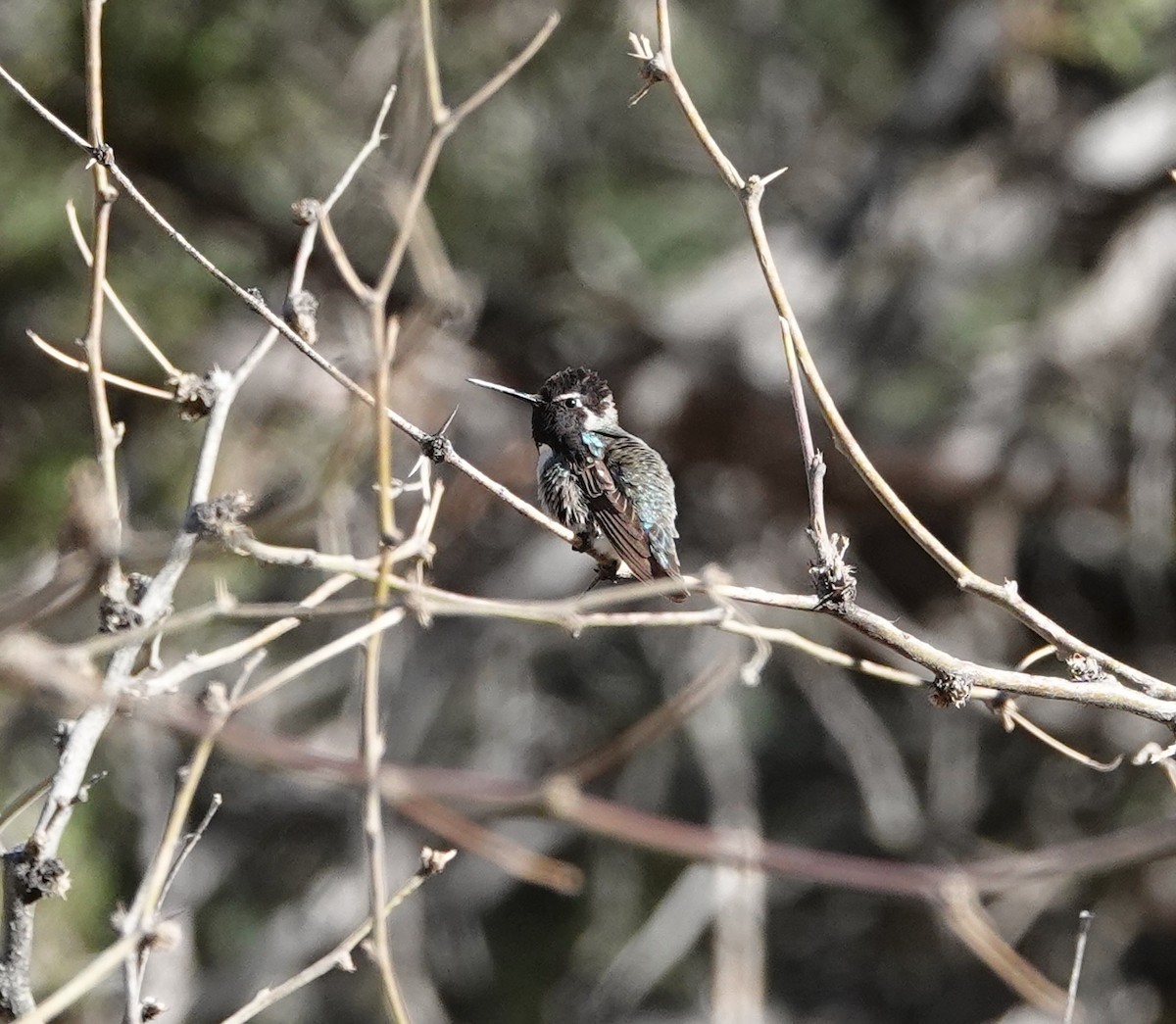 Costa's Hummingbird - ML618342711