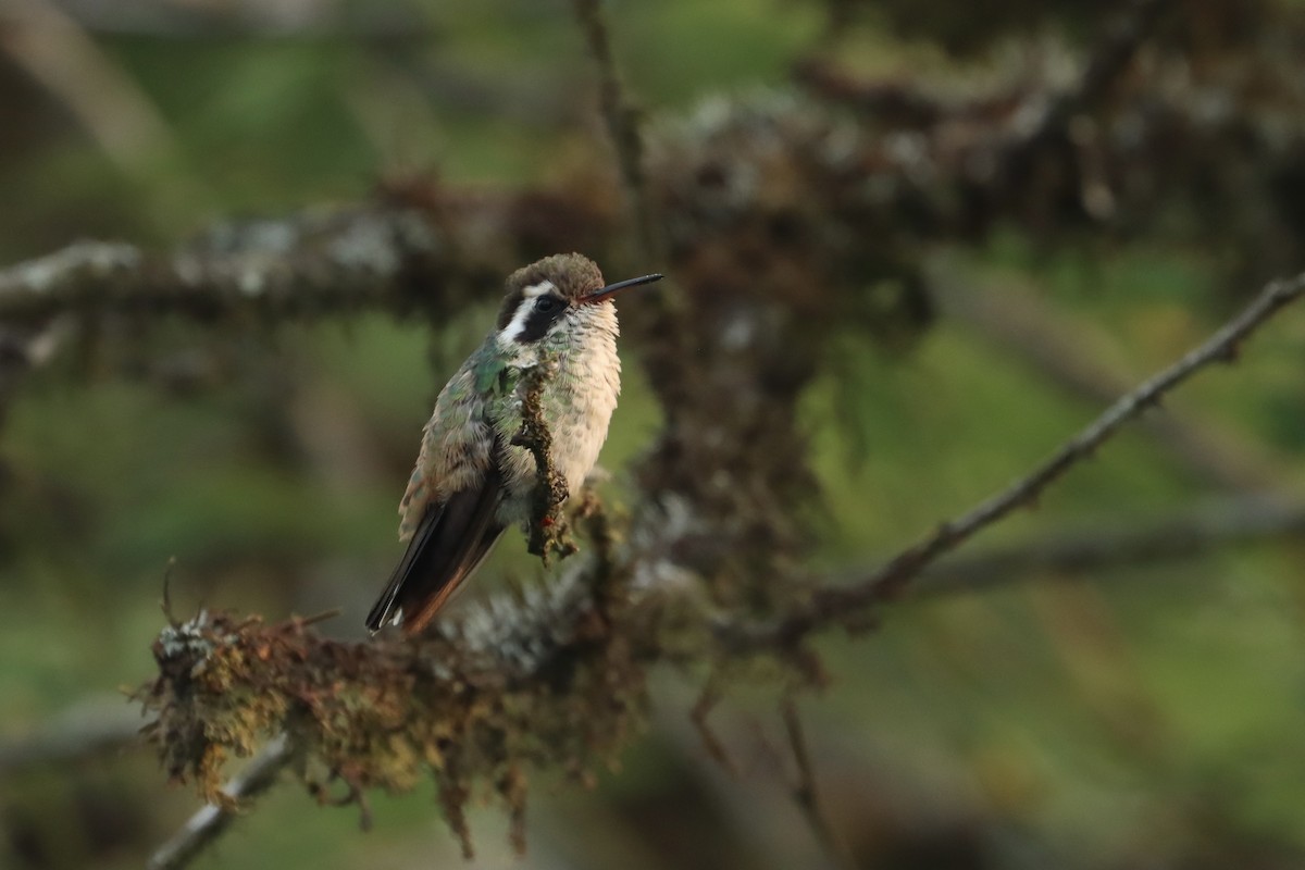 White-eared Hummingbird - ML618342718
