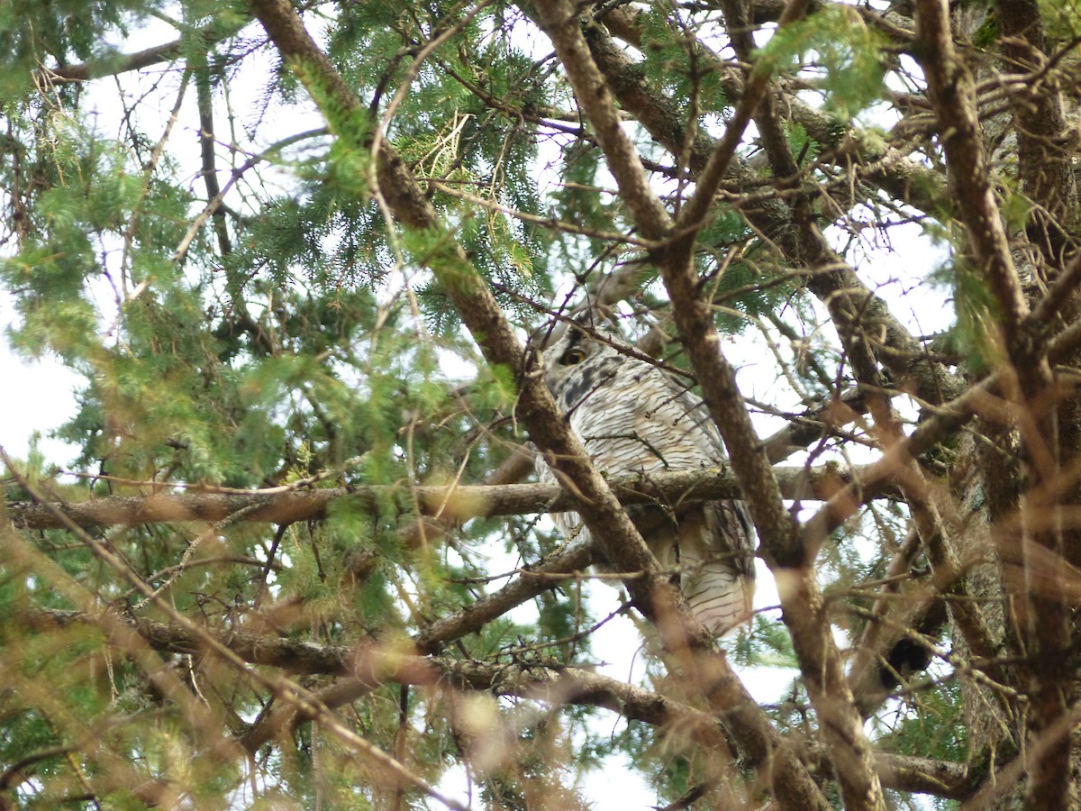 Great Horned Owl - ML618342725