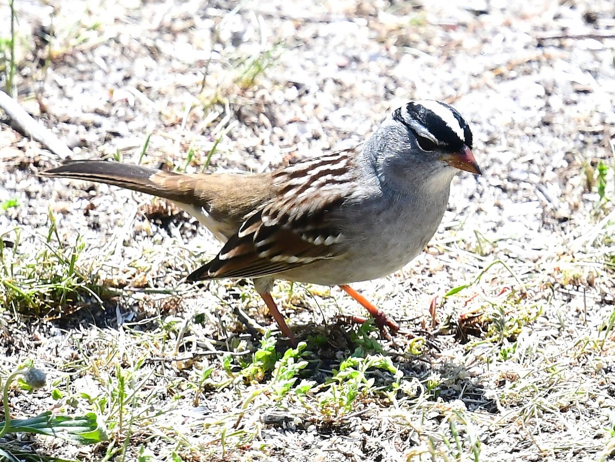 White-crowned Sparrow - ML618342761