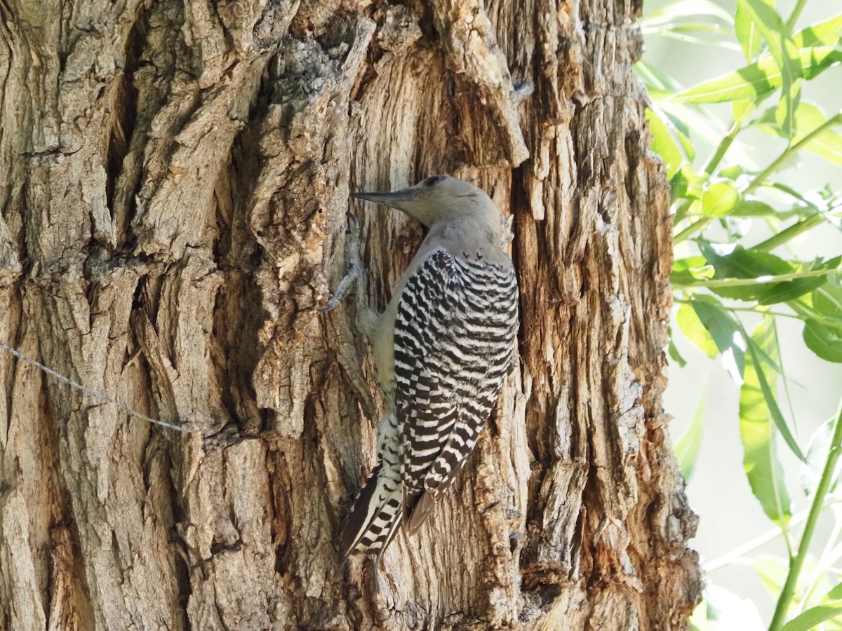 Gila Woodpecker - ML618342782
