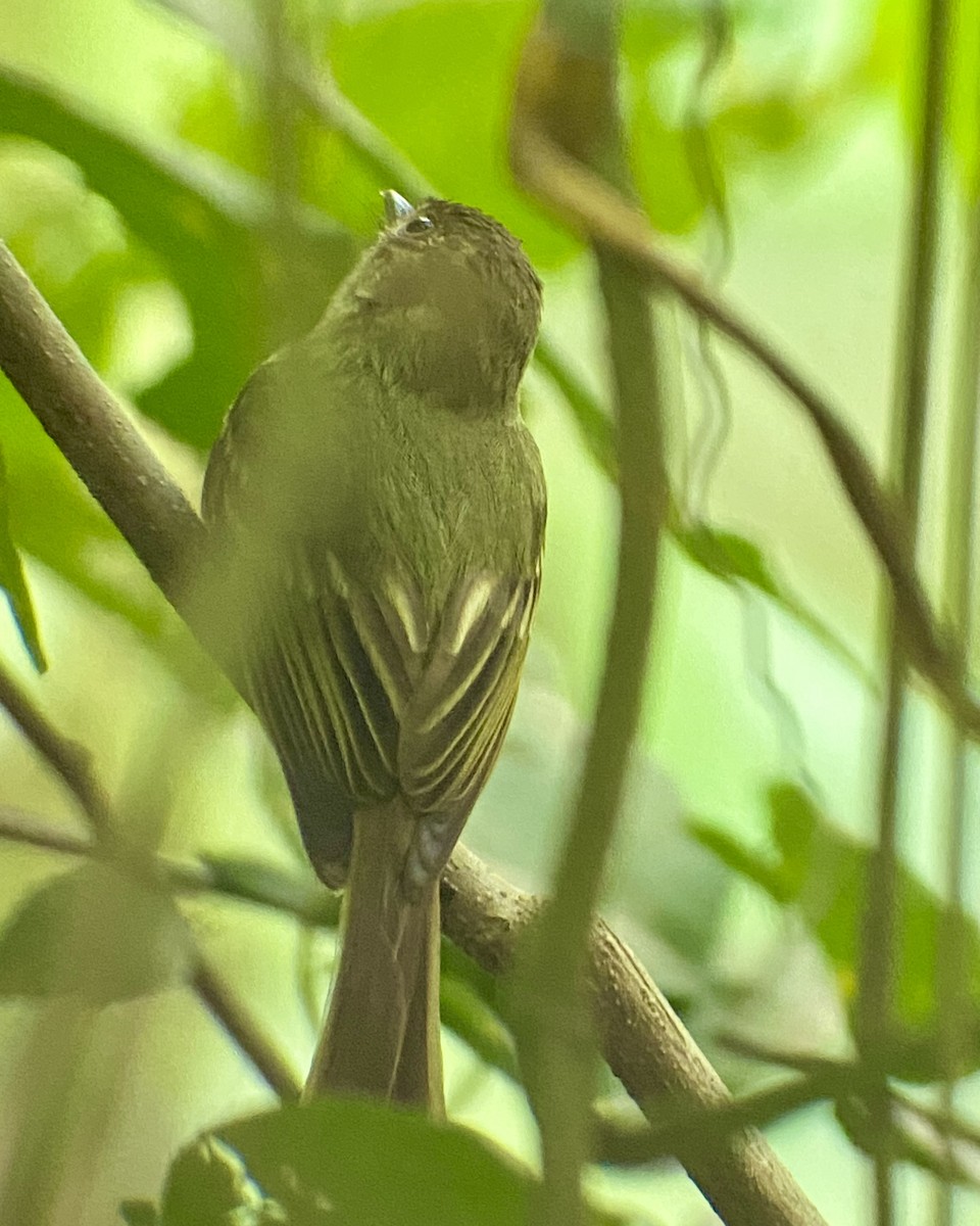 Sepia-capped Flycatcher - ML618342790
