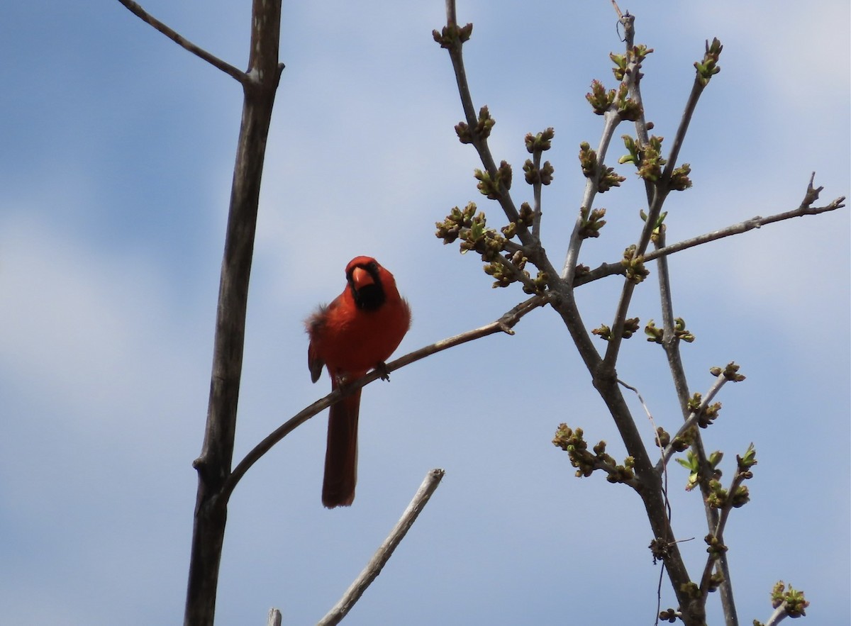 Cardinal rouge - ML618342807