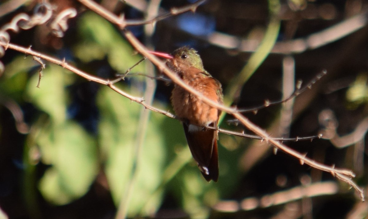 Cinnamon Hummingbird - ML618342875
