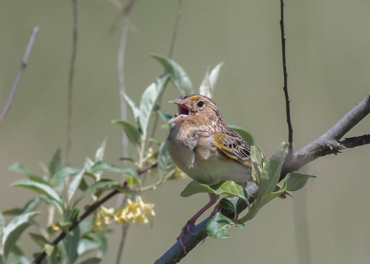 Grasshopper Sparrow - ML618342888