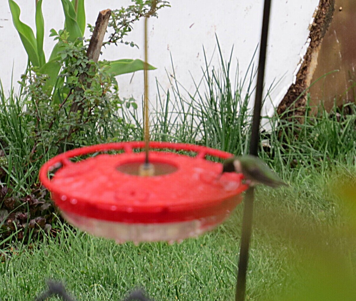 Ruby-throated Hummingbird - ML618342928