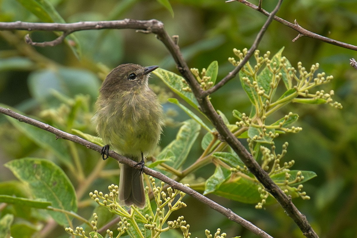Olive-chested Flycatcher - ML618342962