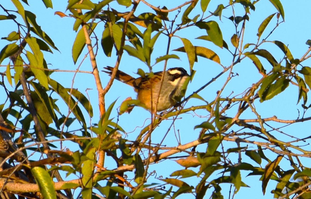 Stripe-headed Sparrow - ML618342965
