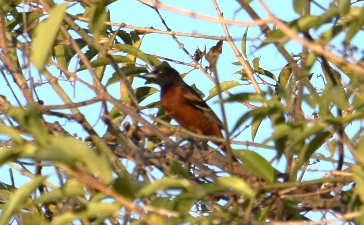 Orchard Oriole - ML618342975