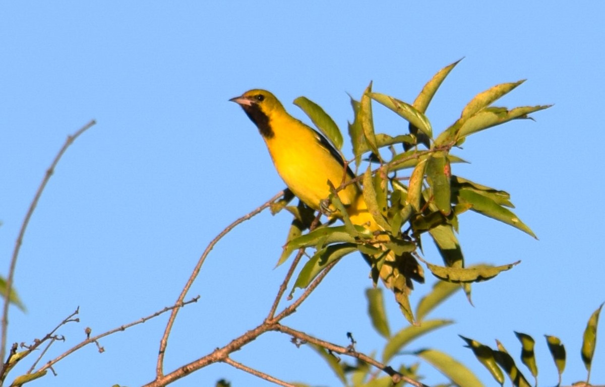 Orchard Oriole - ML618342976