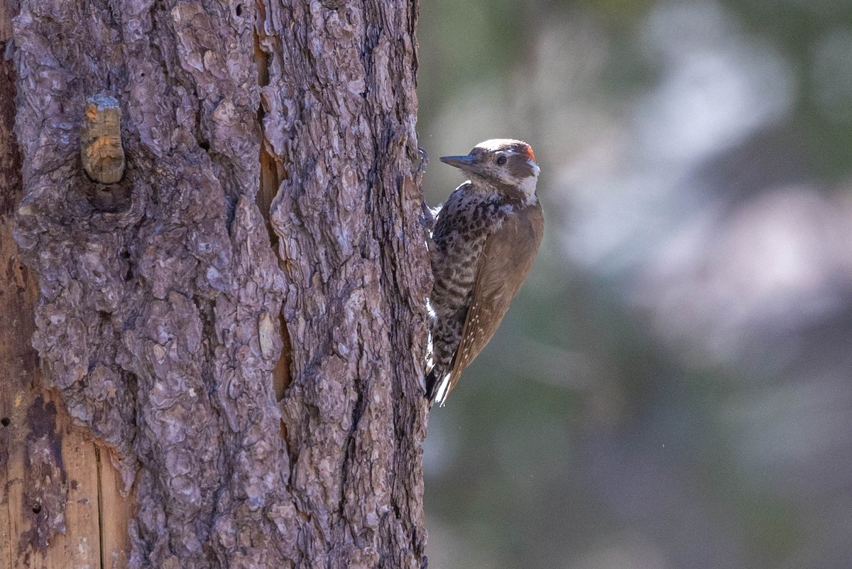 Arizona Woodpecker - ML618342982