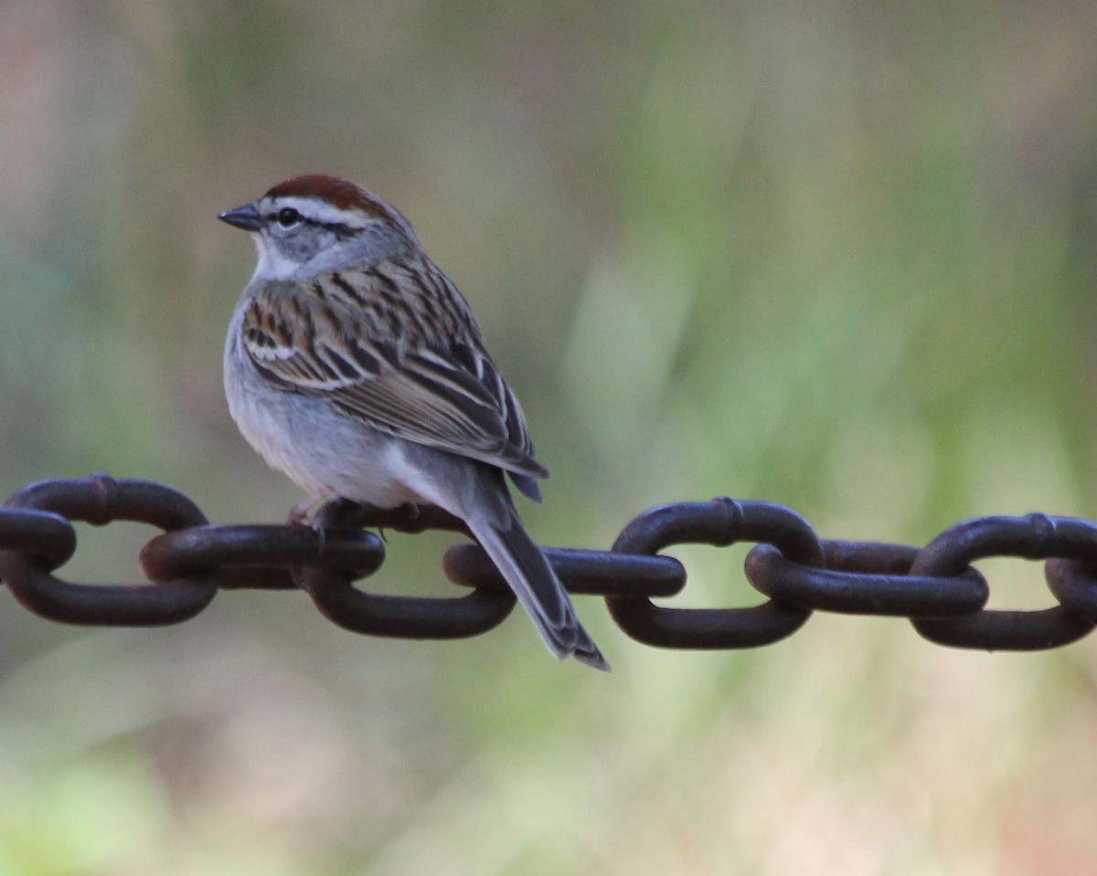 Chipping Sparrow - ML618342989