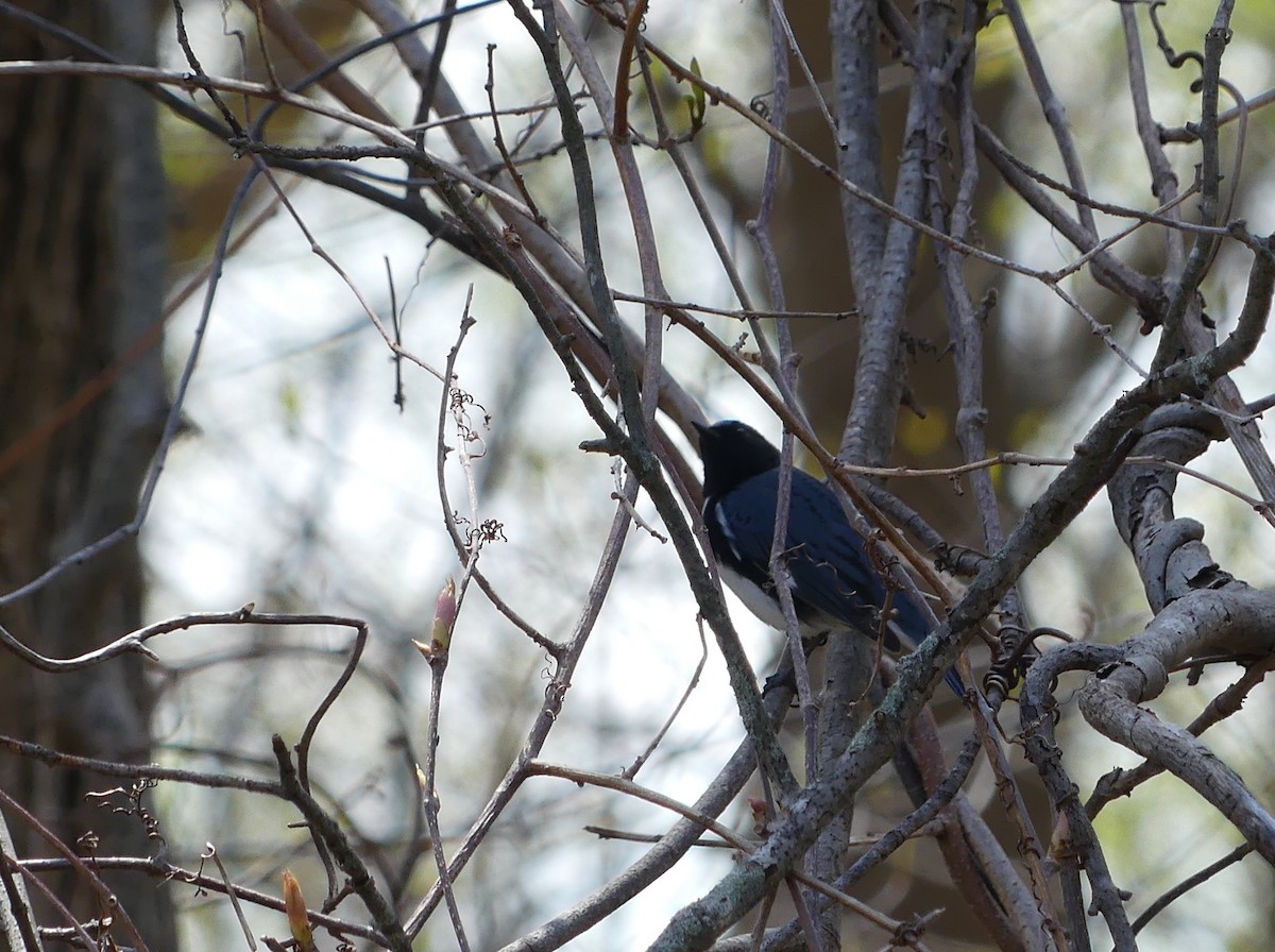 Black-throated Blue Warbler - Jim Guion