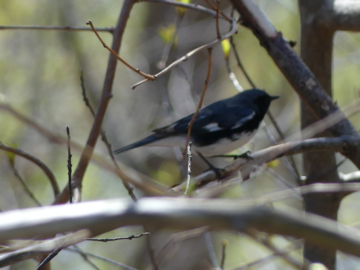 Black-throated Blue Warbler - ML618342991