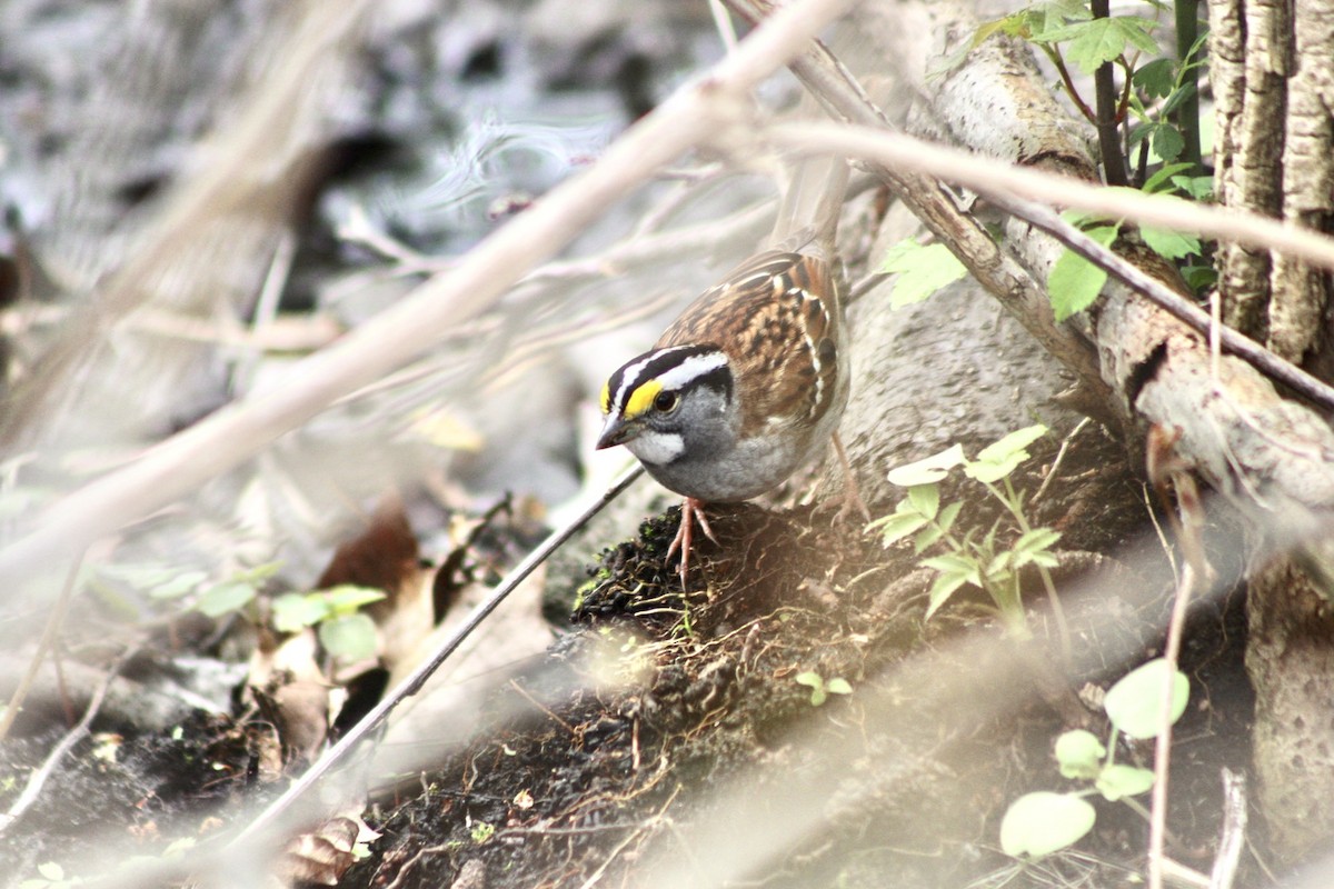 White-throated Sparrow - ML618342992