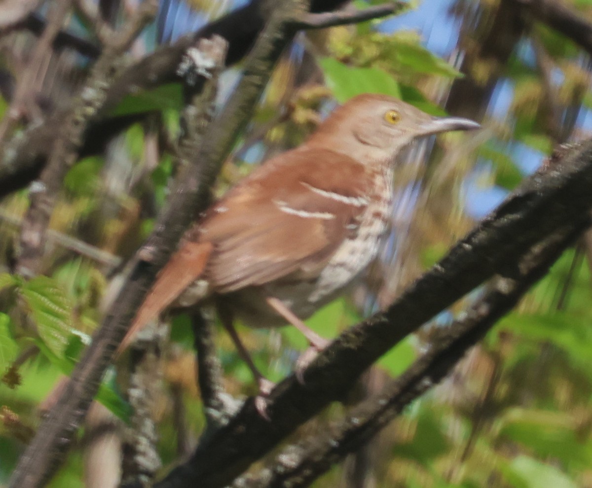 Brown Thrasher - Michael Clay