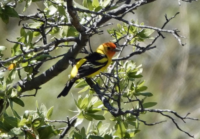 Western Tanager - ML618343012