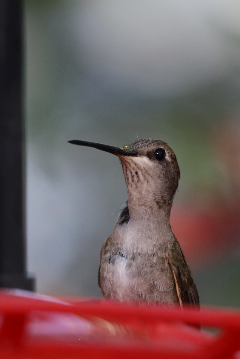 Black-chinned Hummingbird - ML618343024