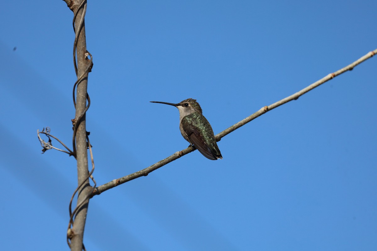 Black-chinned Hummingbird - ML618343038