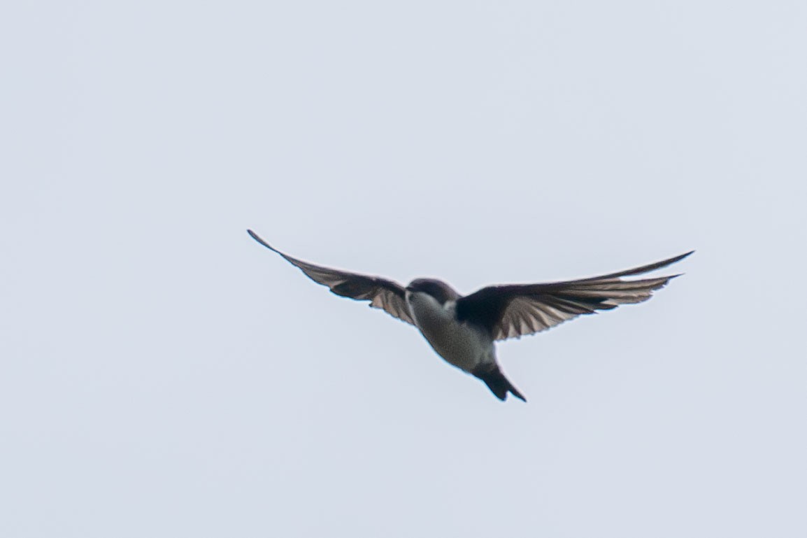 Blue-and-white Swallow - Celesta von Chamier