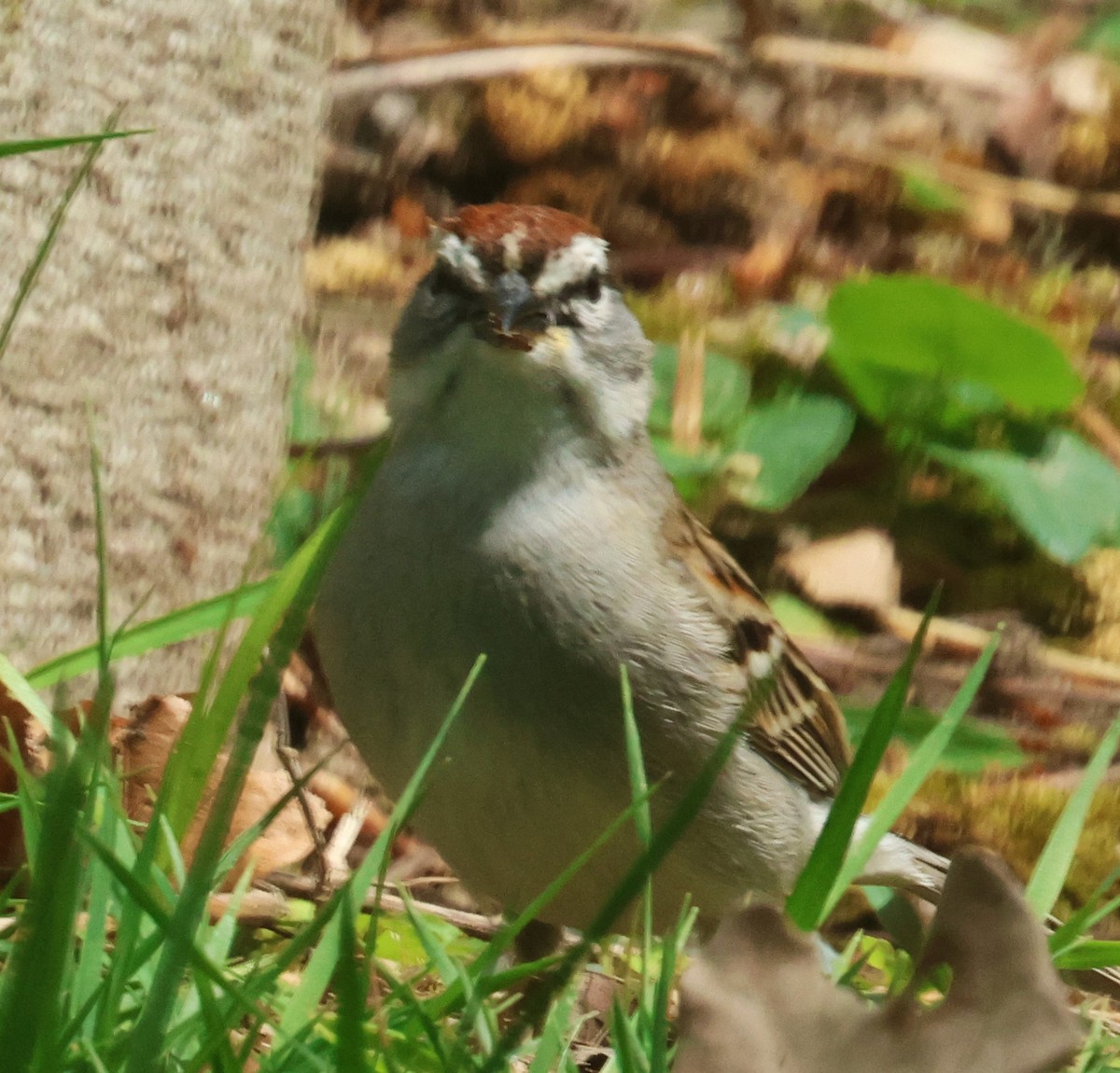 Chipping Sparrow - ML618343053
