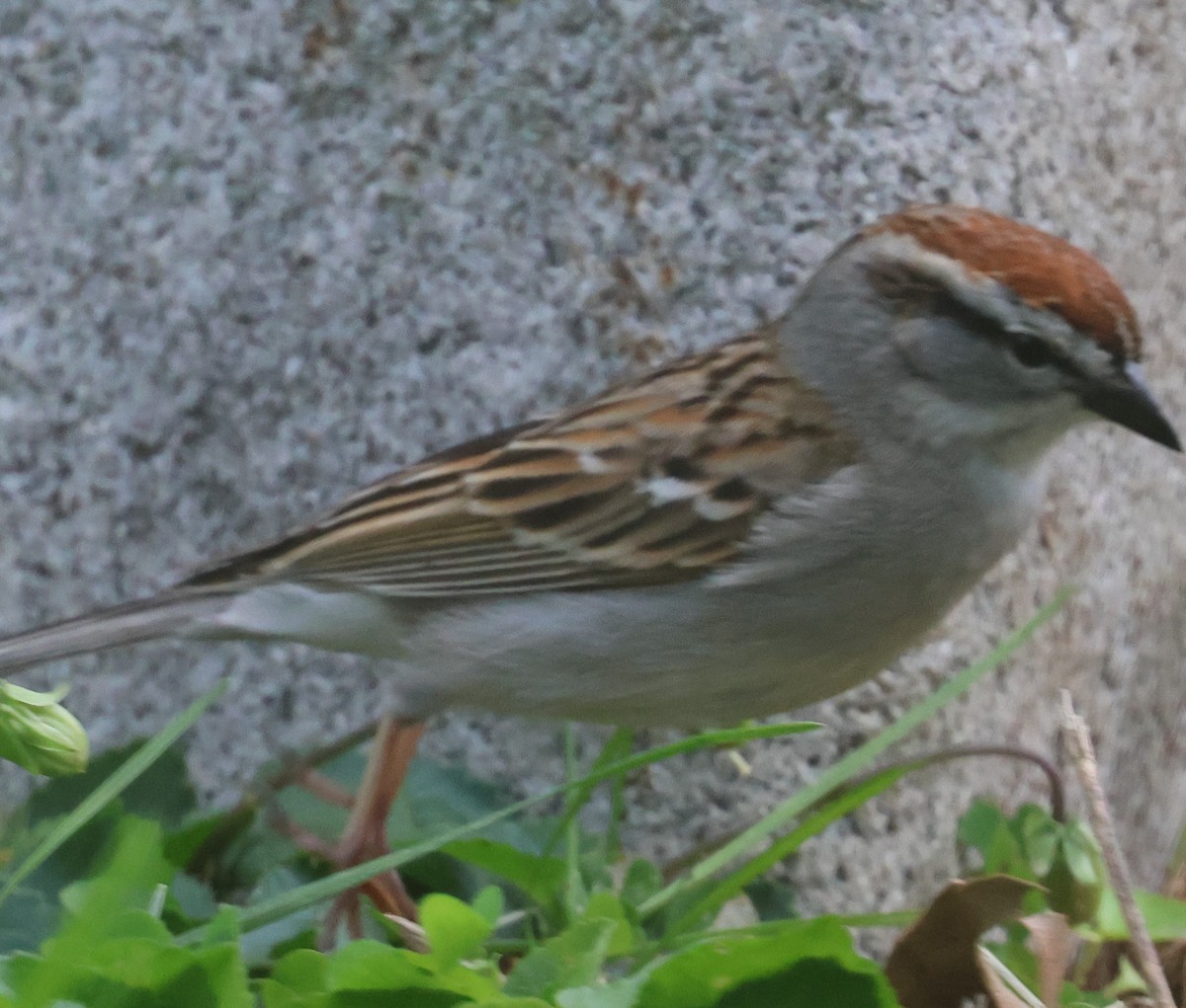Chipping Sparrow - Michael Clay