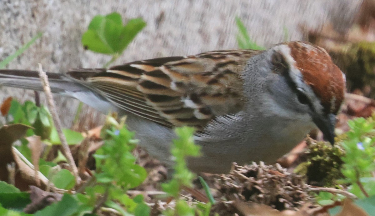 Chipping Sparrow - ML618343055