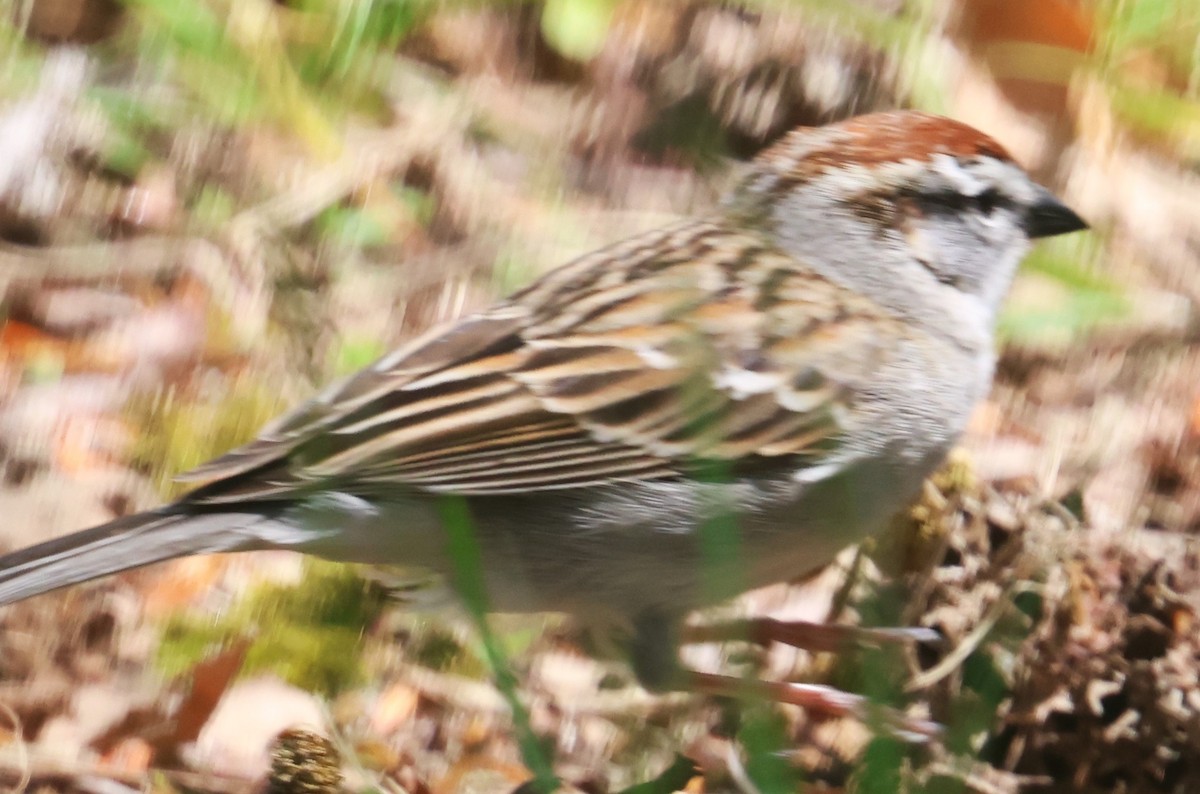 Chipping Sparrow - Michael Clay