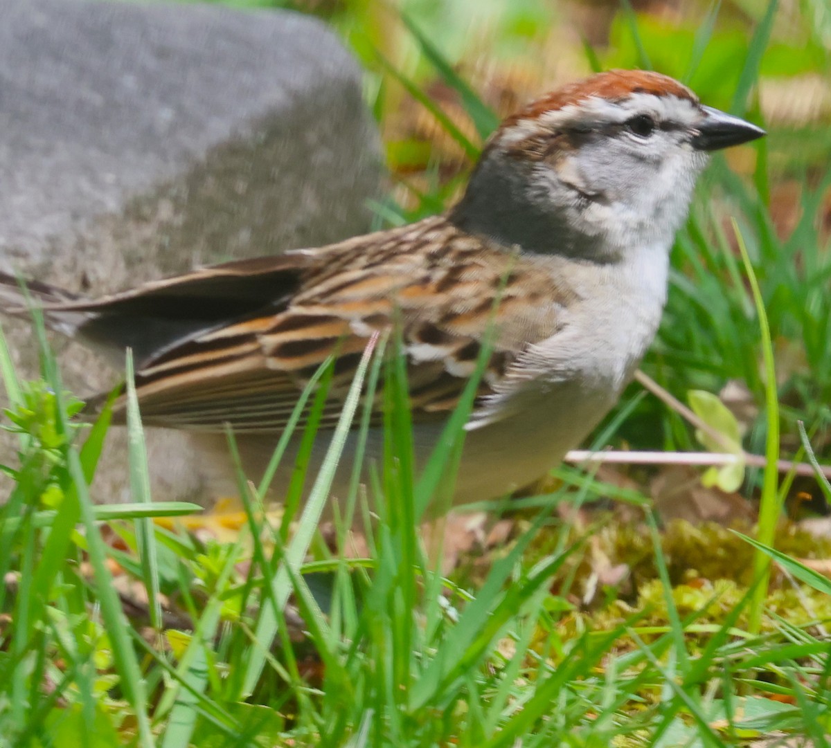 Chipping Sparrow - ML618343058