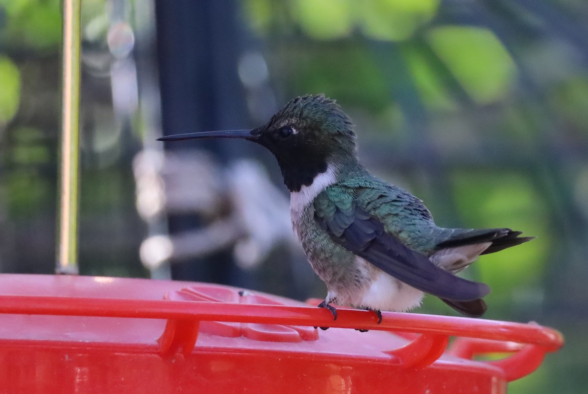 Black-chinned Hummingbird - ML618343064