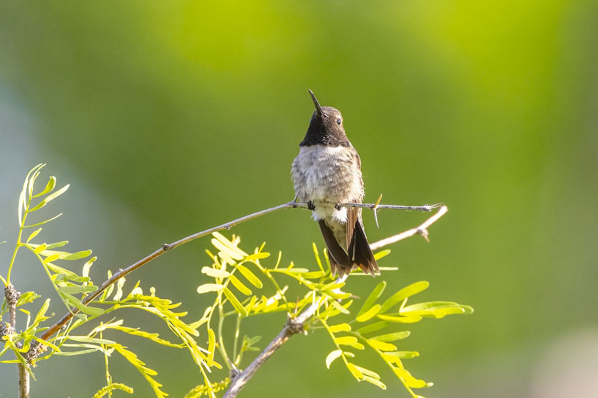 Black-chinned Hummingbird - ML618343075