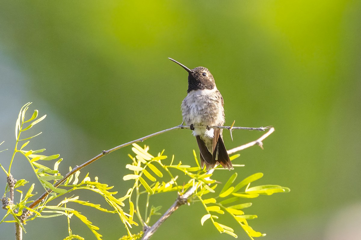 Black-chinned Hummingbird - Diane Hoy