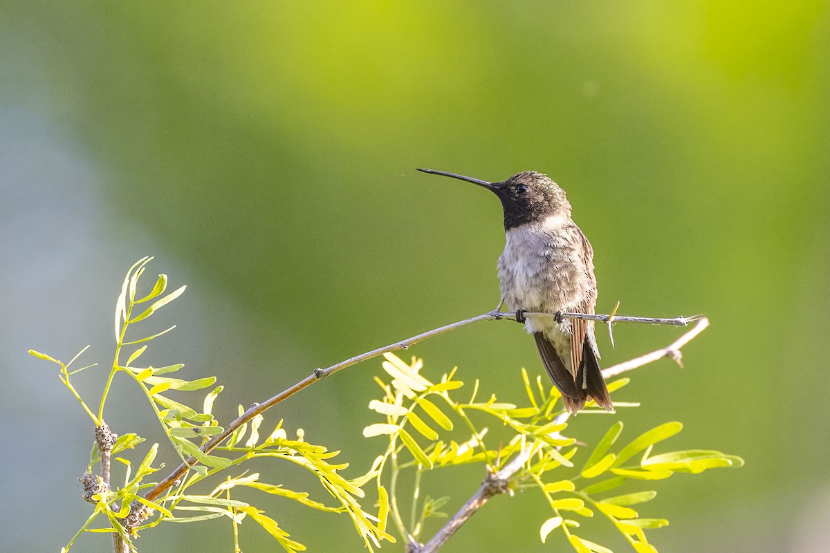 Black-chinned Hummingbird - ML618343077