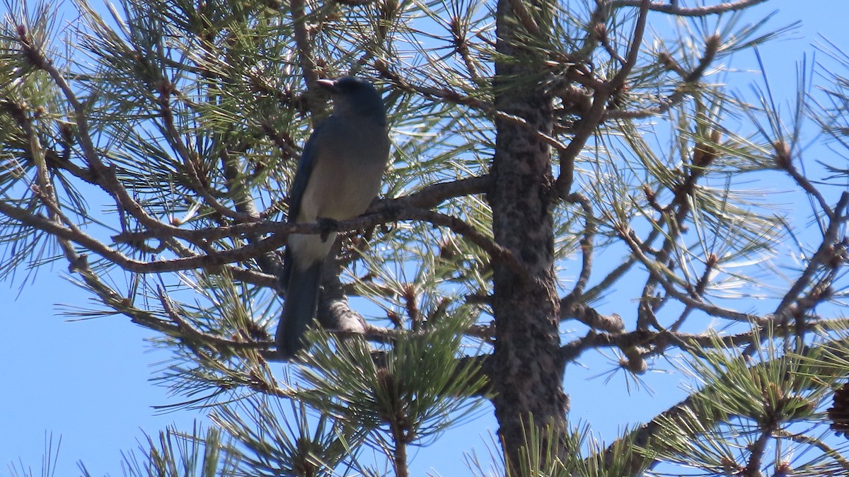 Mexican Jay - ML618343090