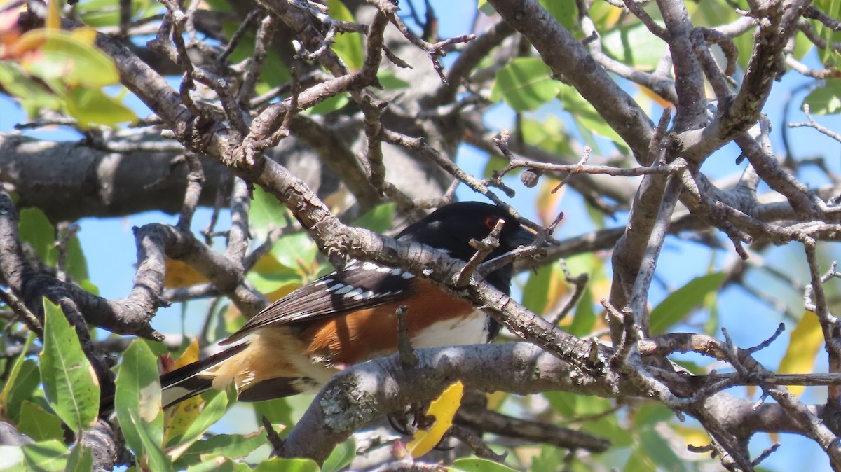 Spotted Towhee - ML618343101