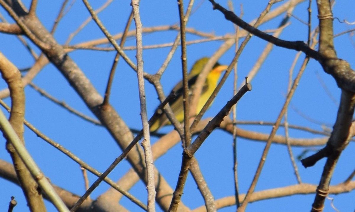 Western Tanager - ML618343112