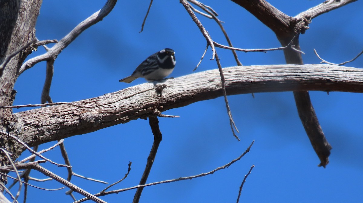 Black-throated Gray Warbler - ML618343114