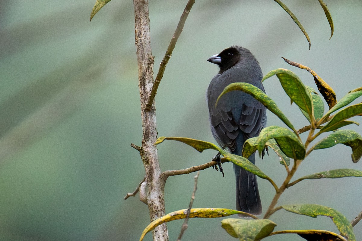 Black-faced Tanager - ML618343115