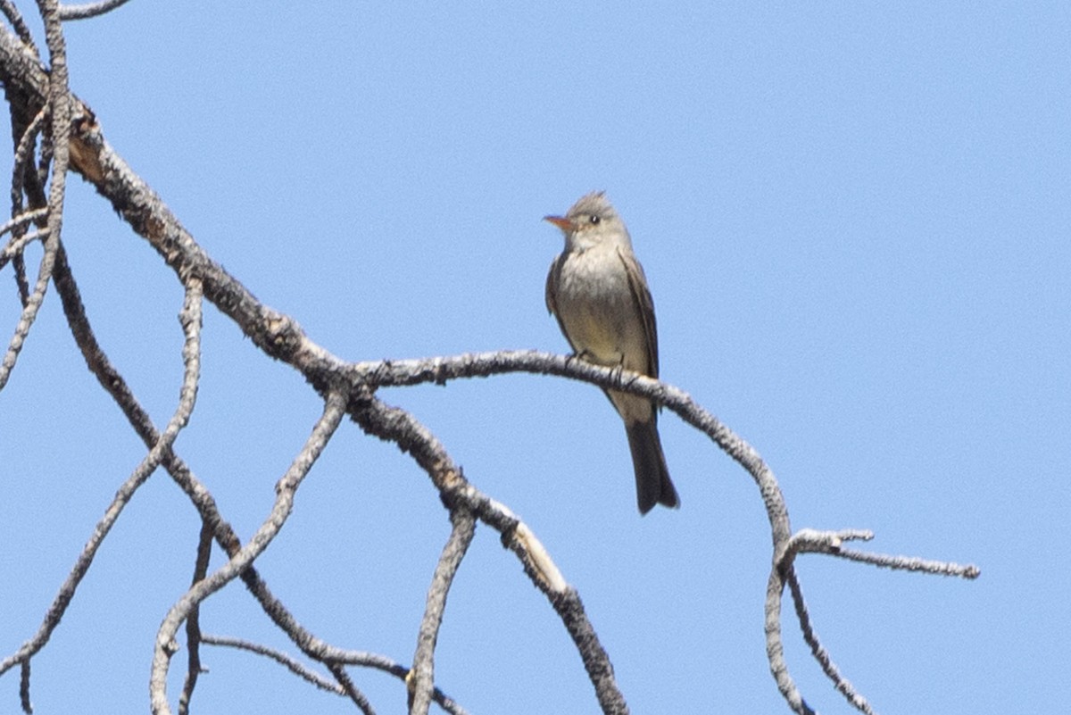 Greater Pewee - ML618343116