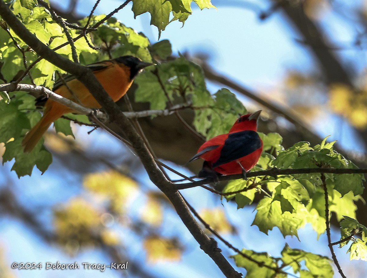 Scarlet Tanager - ML618343127