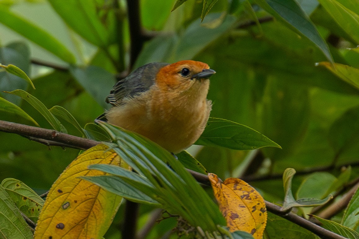 Buff-bellied Tanager - ML618343131