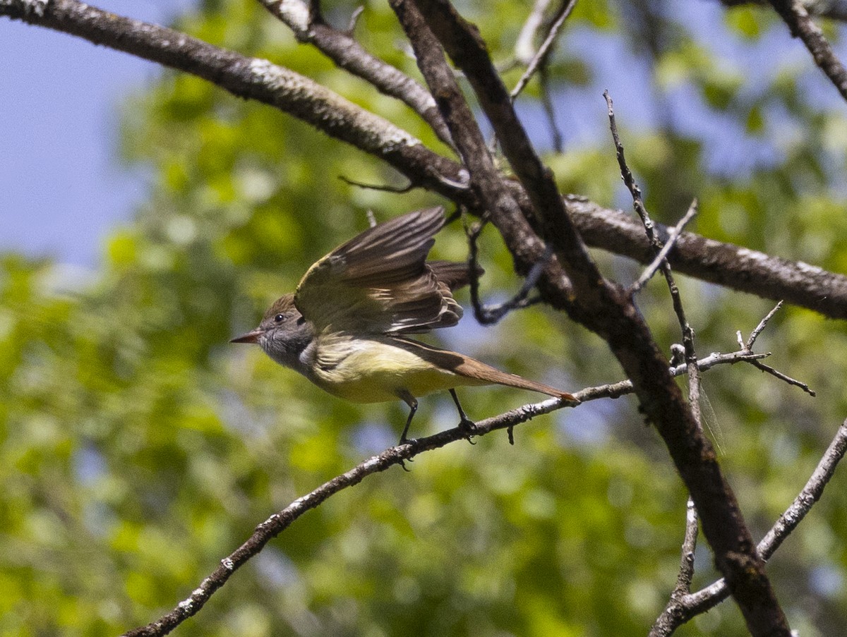 Great Crested Flycatcher - ML618343149