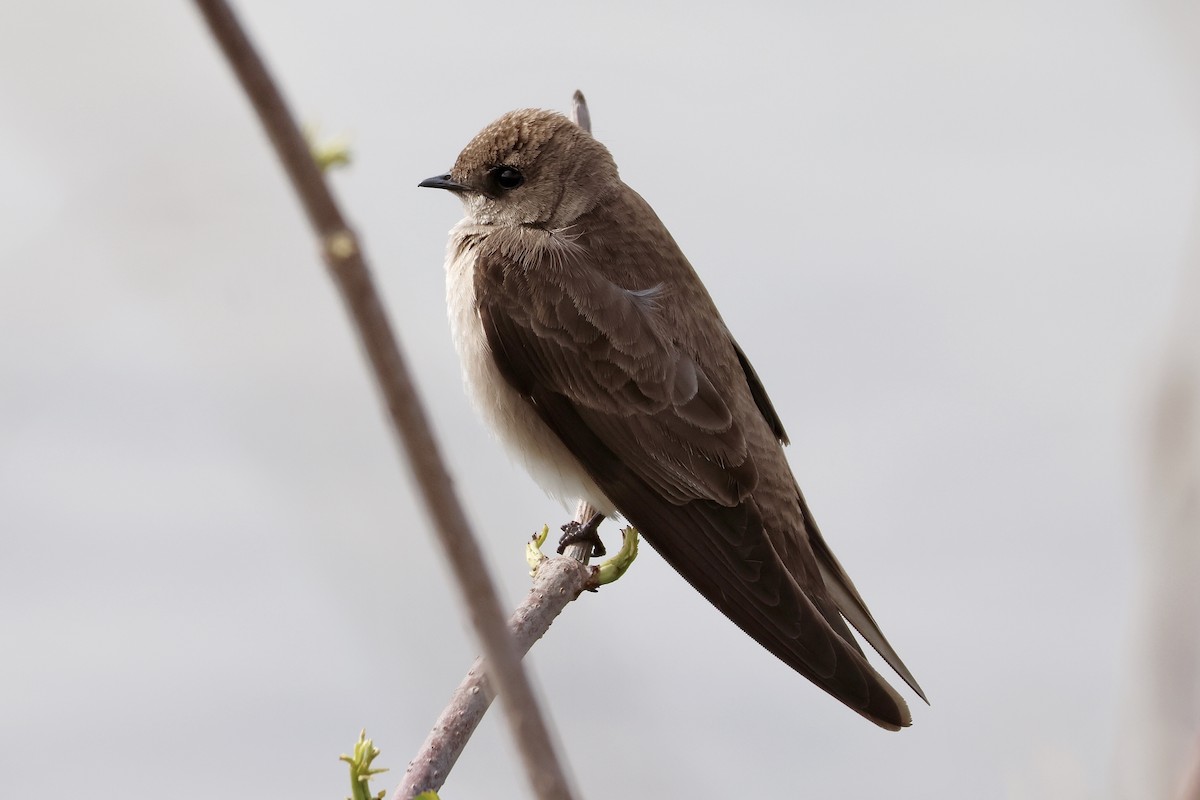 Northern Rough-winged Swallow - Cathy Brown
