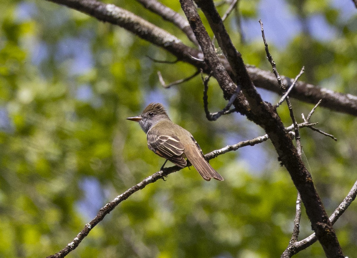 Great Crested Flycatcher - ML618343190