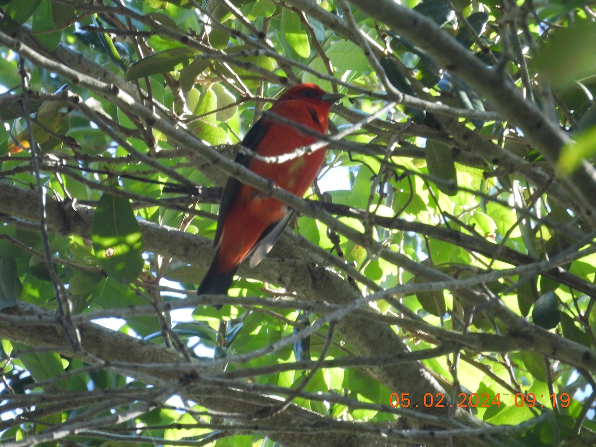 Scarlet Tanager - ML618343212