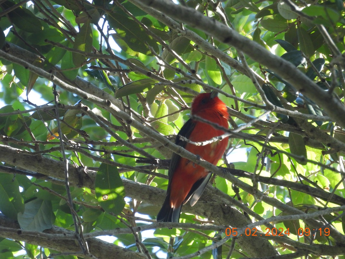 Scarlet Tanager - ML618343213